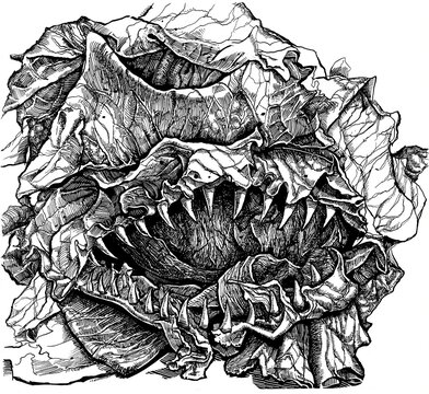 drawing of a head of lettuce with sharp menacing teeth, fears of food contamination