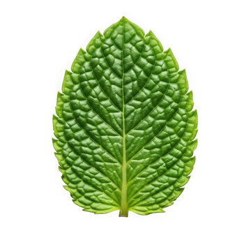 Green mint leaf isolated