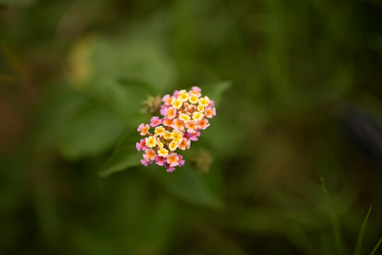 Lantana camara flower cluster in Malkerns, Eswatini