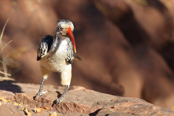 Mopanetoko oder Südlicher Rotschnabeltoko / Red-billed hornbill / Tockus rufirostris © Ludwig