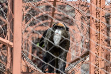De Brazza's monkey walking inside wire mesh tunnel in zoo enclosure © Dmitry