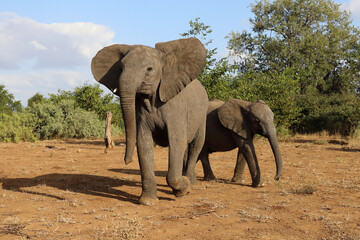 Fototapeta premium Afrikanischer Elefant / African elephant / Loxodonta africana