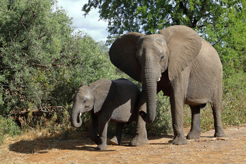 Fototapeta premium Afrikanischer Elefant / African elephant / Loxodonta africana