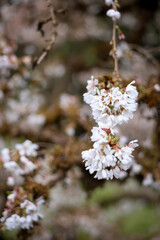 Naklejka premium cherry blossom in spring