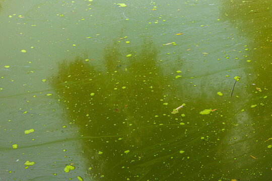 Polluted green dirty water in lake with algae bloom, environmental pollution and ecology concept