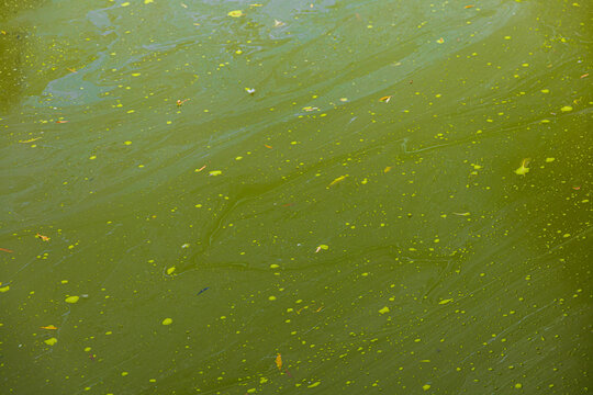 Polluted green dirty water in lake with algae bloom, environmental pollution and ecology concept