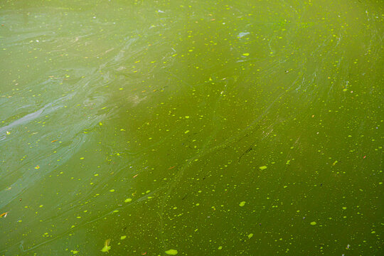 Polluted green dirty water in lake with algae bloom, environmental pollution and ecology concept