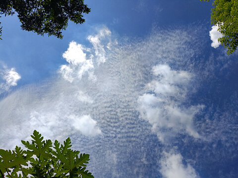 A low-angle view looking up at a vibrant blue sky filled with a pattern of rippled cirrocumulus clouds, framed by green tree foliage in the corners.