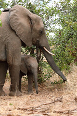 Fototapeta premium Afrikanischer Elefant / African elephant / Loxodonta africana