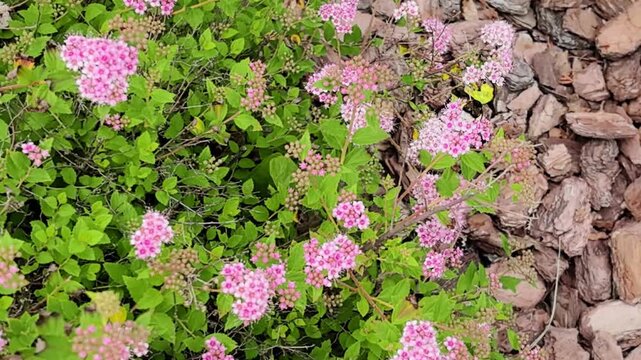 Bumblebee on pink spirea flowers near pine bark mulch garden