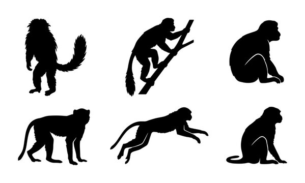 Monkey Silhouettes: Primate Poses Vector Set, Wild Animal Icons, Jungle Creatures Graphic Elements