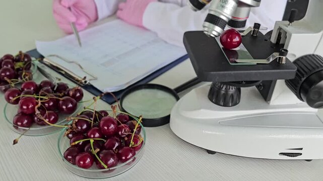 Exploring the effects of cherries using a microscope in a lab setting