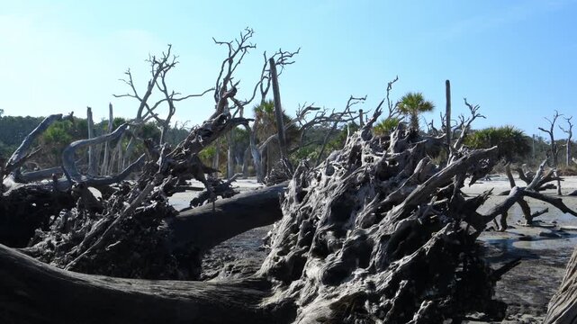 Driftwood Beach on the northern end of Jekyll Island, Georgia, USA. The unusual coastal landscape is formed by numerous weathered tree trunks and roots of dead trees exposed by tides and erosion. 