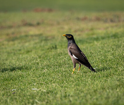 red winged blackbird