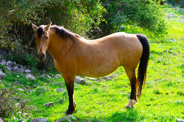 caballos © PepeGarcia