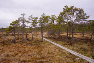 Obraz premium Wooden Boardwalk Through a Wetland Landscape