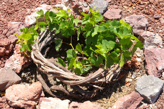 A young grapevine grows within a circular nest of dried vines and stones in volcanic soil, representing traditional cultivation under Mediterranean sunlight.