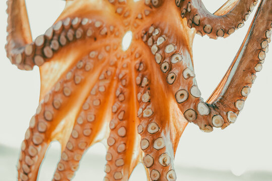 A close-up of an octopus shows detailed suction cups and textured orange skin glistening in sunlight, highlighting marine life and coastal tradition.
