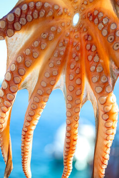 A close-up of an octopus shows detailed suction cups and textured orange skin glistening in sunlight, highlighting marine life and coastal tradition.