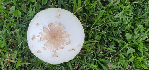 A single white mushroom with a textured cap and brown center stands out beautifully against lush green grass in natural daylight. © Marina