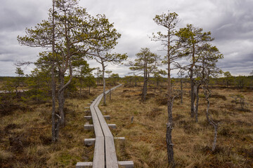 Fototapeta premium Wooden Boardwalk Through a Wetland Landscape