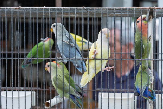 Cerdal, portugal; 08 10 2026 lovebirds in a cage for pet trade