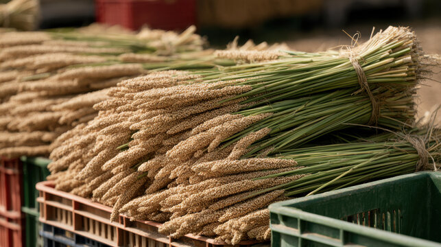 Freshly harvested pearl millet sheaves with ripe grain heads and green stalks displayed in colorful crates at an outdoor agricultural market