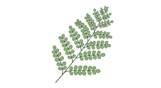 Green leaf branch with multiple small round leaflets arranged symmetrically on a slender stem over white background.