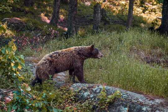 American black bear - Ursus americanus