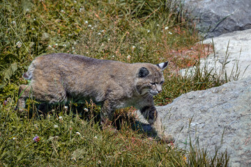 Bobcat - Lynx rufus © Fab