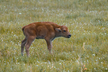 American bison calf - bison bison © Fab