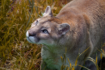 Cougar - Puma concolor © Fab