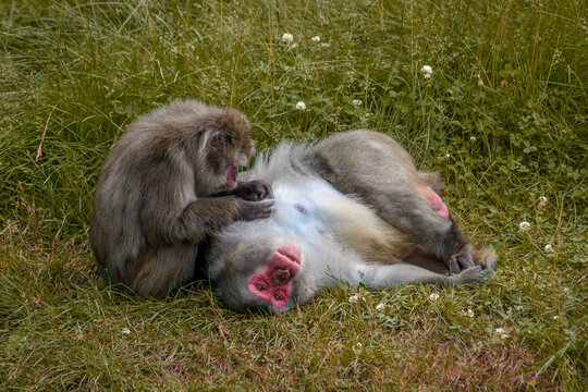 Japanese macaque - Macaca fuscata