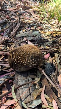 Australian echidna foraging in dry eucalyptus leaves on the forest floor, Australian wildlife.