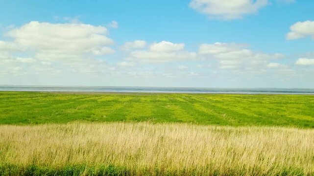 Expansive green landscape with tall grass and patches of water under a bright blue sky with fluffy clouds, showcasing a serene natural environment by the coast