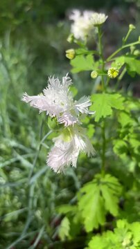 Close-up of a white carnation (Dianthus plumarius) in the wind, with a vertical natural background.