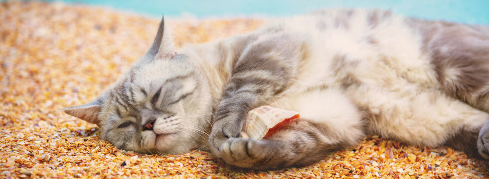 Cat lying on the beach and holding the shell