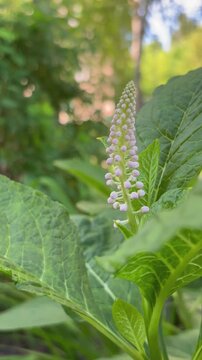 Pokeweed (Phytolacca) is a genus of perennial plants in the Phytolaccaceae family.