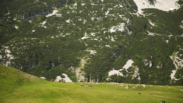 A herd of cows grazes on alpine meadows at Sedlo Pass in Durmitor National Park. Steep rocky slopes and patches of mountain vegetation create a dramatic summer landscape