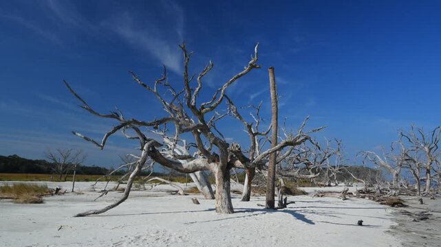 Driftwood Beach on the northern end of Jekyll Island, Georgia, USA. A picturesque coastal landscape with numerous weathered and bleached tree trunks scattered across the sandy beach.