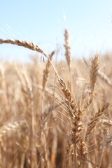 Fototapeta premium Golden wheat spikes growing in field on sunny day, closeup