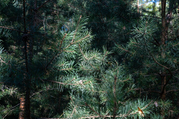 A close-up view of lush green pine tree branches in a dense forest, with sunlight filtering through the needles, creating shadows and highlights on the foliage. © sh99