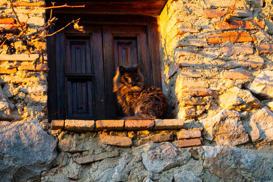 gato
