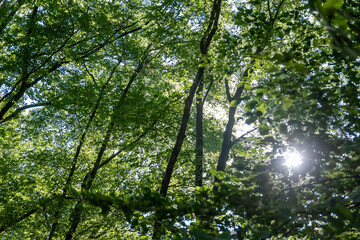 Fototapeta premium Looking up through a lush green forest canopy with bright sunlight filtering through dense leaves and branches. This peaceful nature scene creates a serene atmosphere for environmental projects.