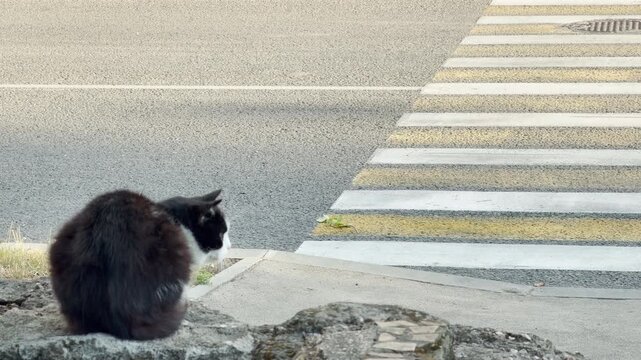 A black and white cat sits patiently on a stone ledge. It gazes toward a pedestrian crosswalk by a quiet asphalt road. The calm scene feels thoughtful, serene, and lonely.