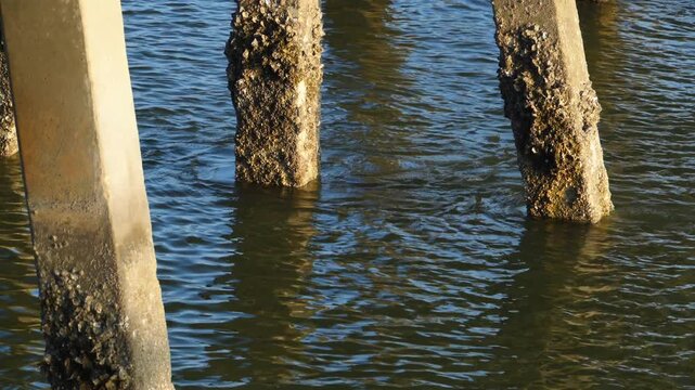Jekyll Island, Clam Creek Recreation Area, oyster and barnacle fouling communities covering the pilings of an old pier.