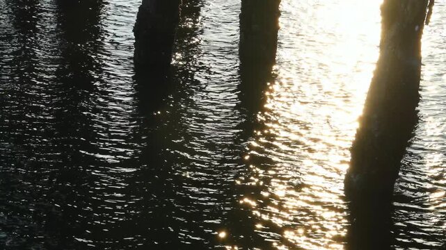 Jekyll Island, Clam Creek Recreation Area, oyster and barnacle fouling communities covering the pilings of an old pier.