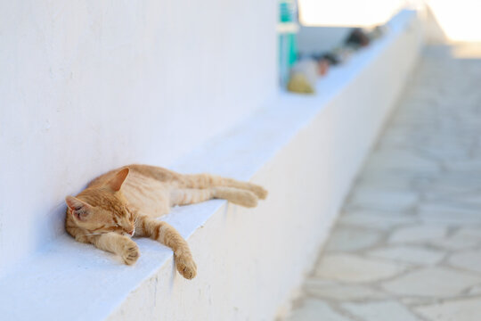 A ginger cat sleeps peacefully on a white stone ledge under bright sunlight, capturing the calm simplicity and warmth of Mediterranean life in Greece.