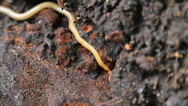 A soil centipede belonging to the order Geophilomorpha inhabits decaying wood.