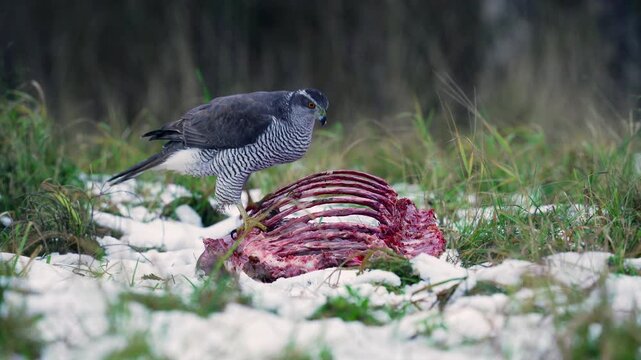A goshawk, Astur gentilis, on the ribs of a deer. Natural circulation in nature. hawk feeding on dead bird in snowy grassy field. Winter.